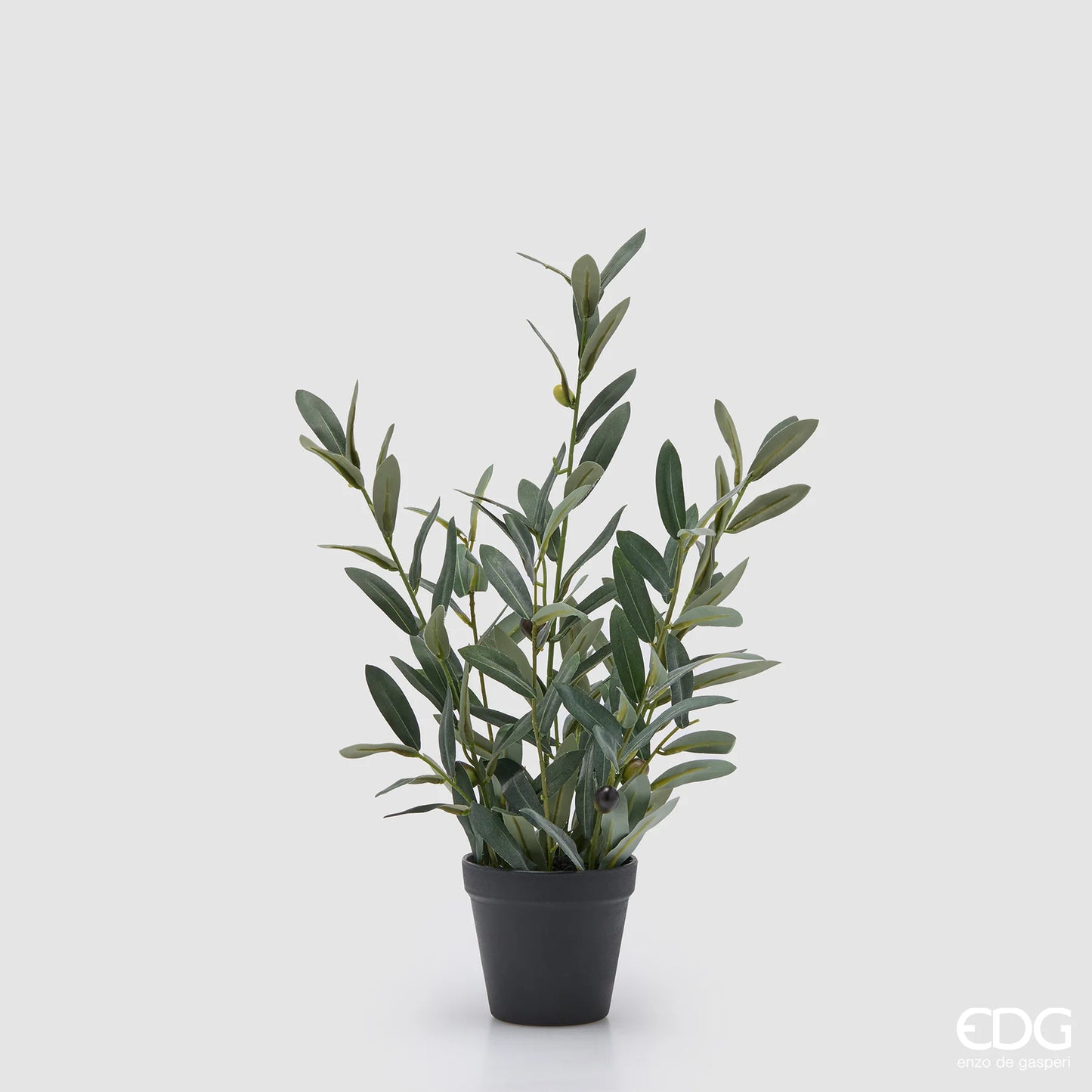 EDG - Pianta Olivo Con Vaso H 45CM