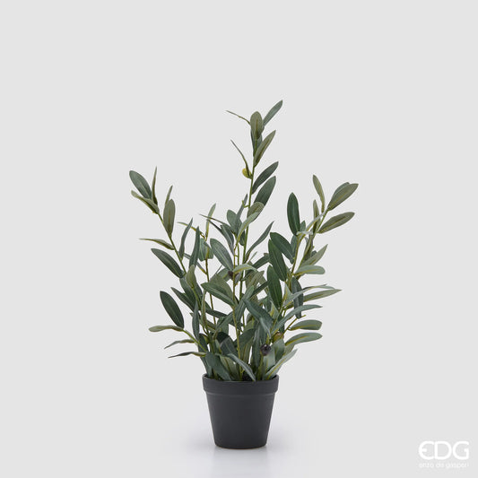 EDG - Pianta Olivo Con Vaso H 45CM