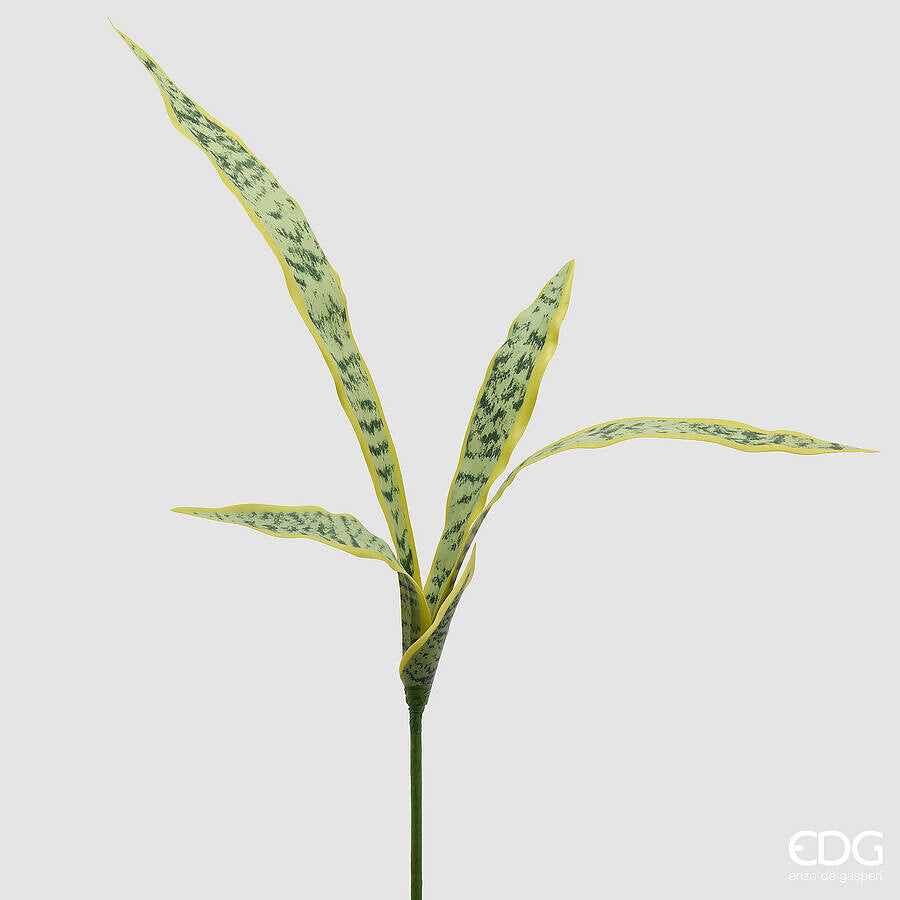 EDG - Agave Cespuglio H 80cm