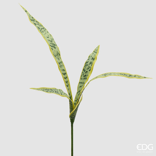 EDG - Agave Cespuglio H 80cm