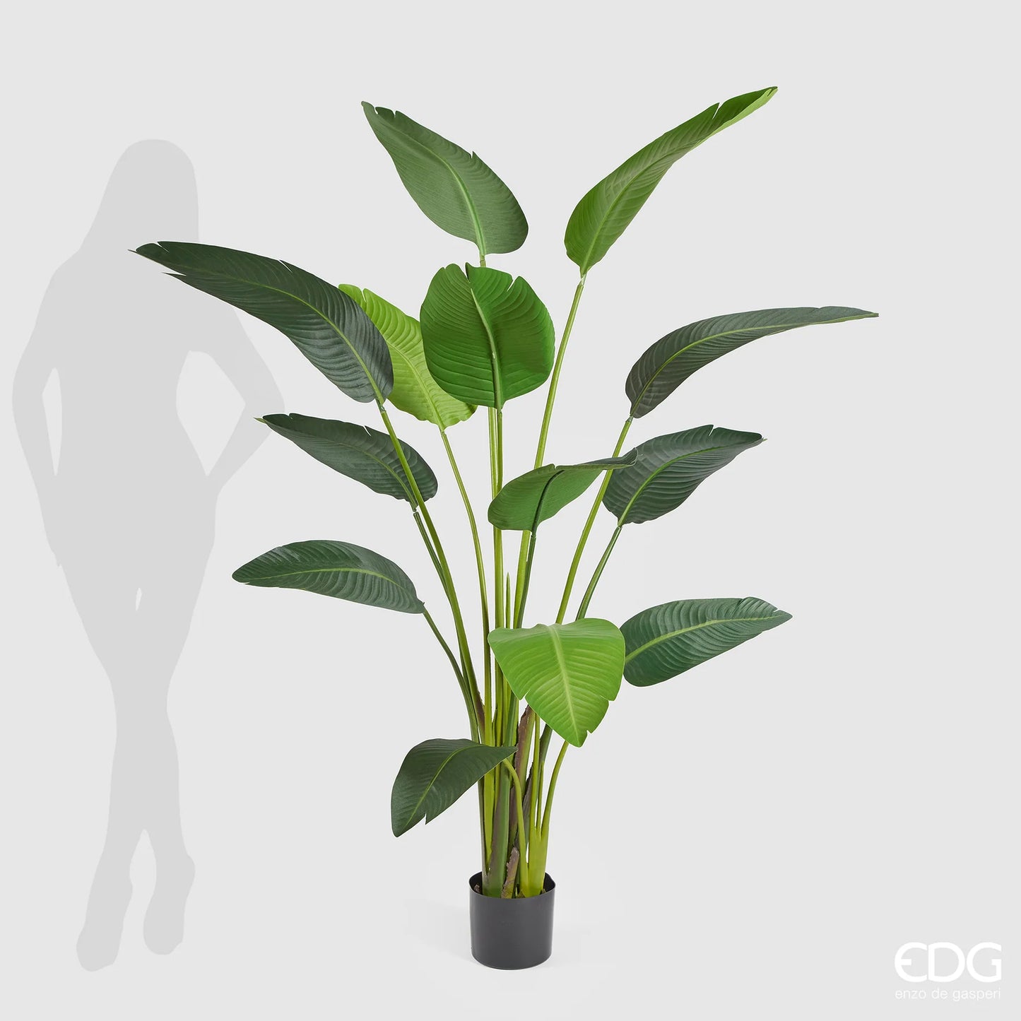 EDG - Pianta Strelitzia Chic con Vaso H180 cm