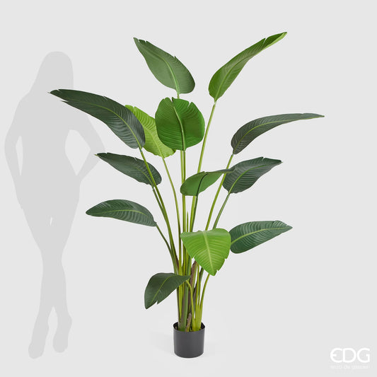 EDG - Pianta Strelitzia Chic con Vaso H180 cm