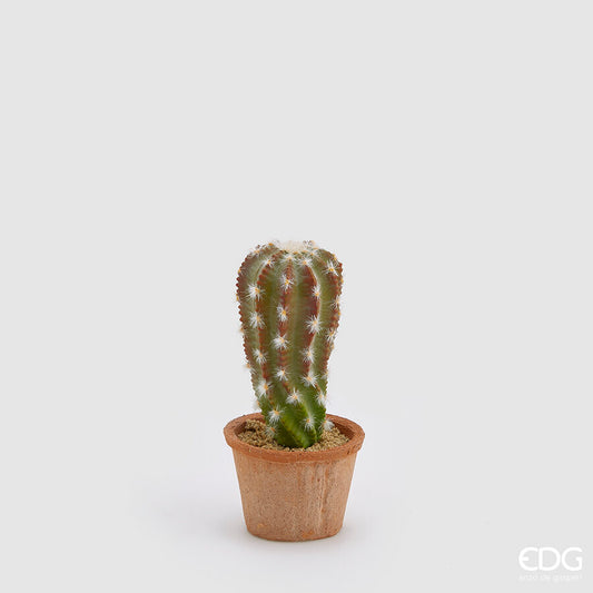 EDG - Cactus Fiorito Peruv H 21