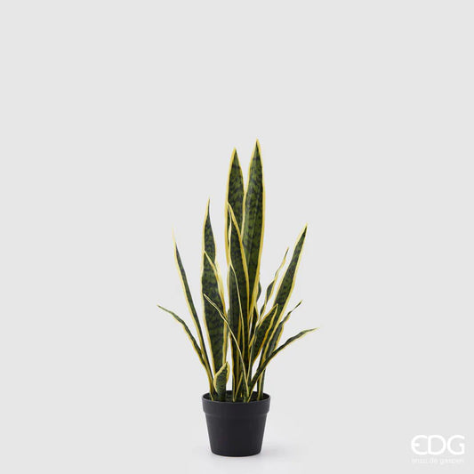 EDG - Sanseveria West Artificiale H 70cm