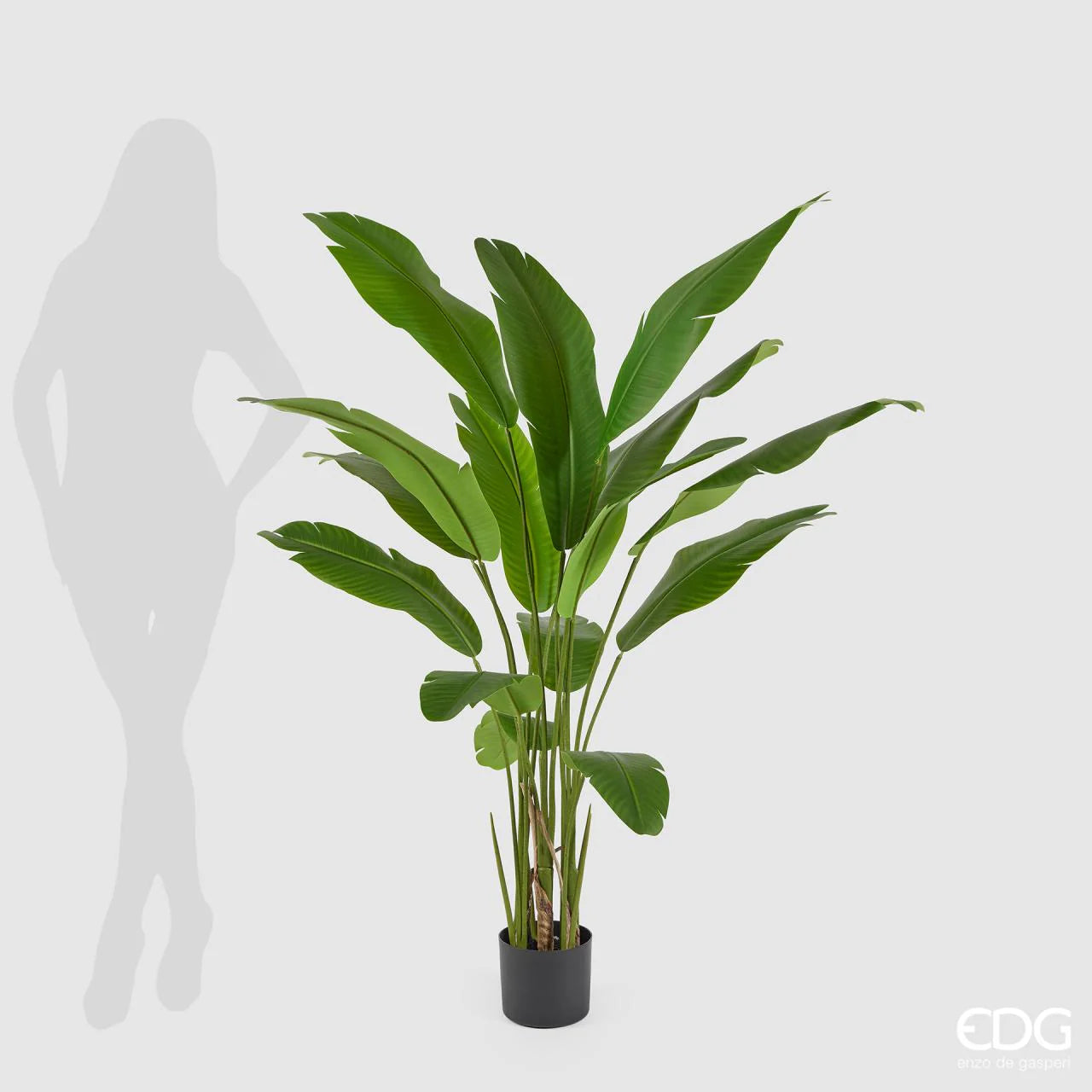 EDG - Strelitzia Chic Con Vaso H 155cm