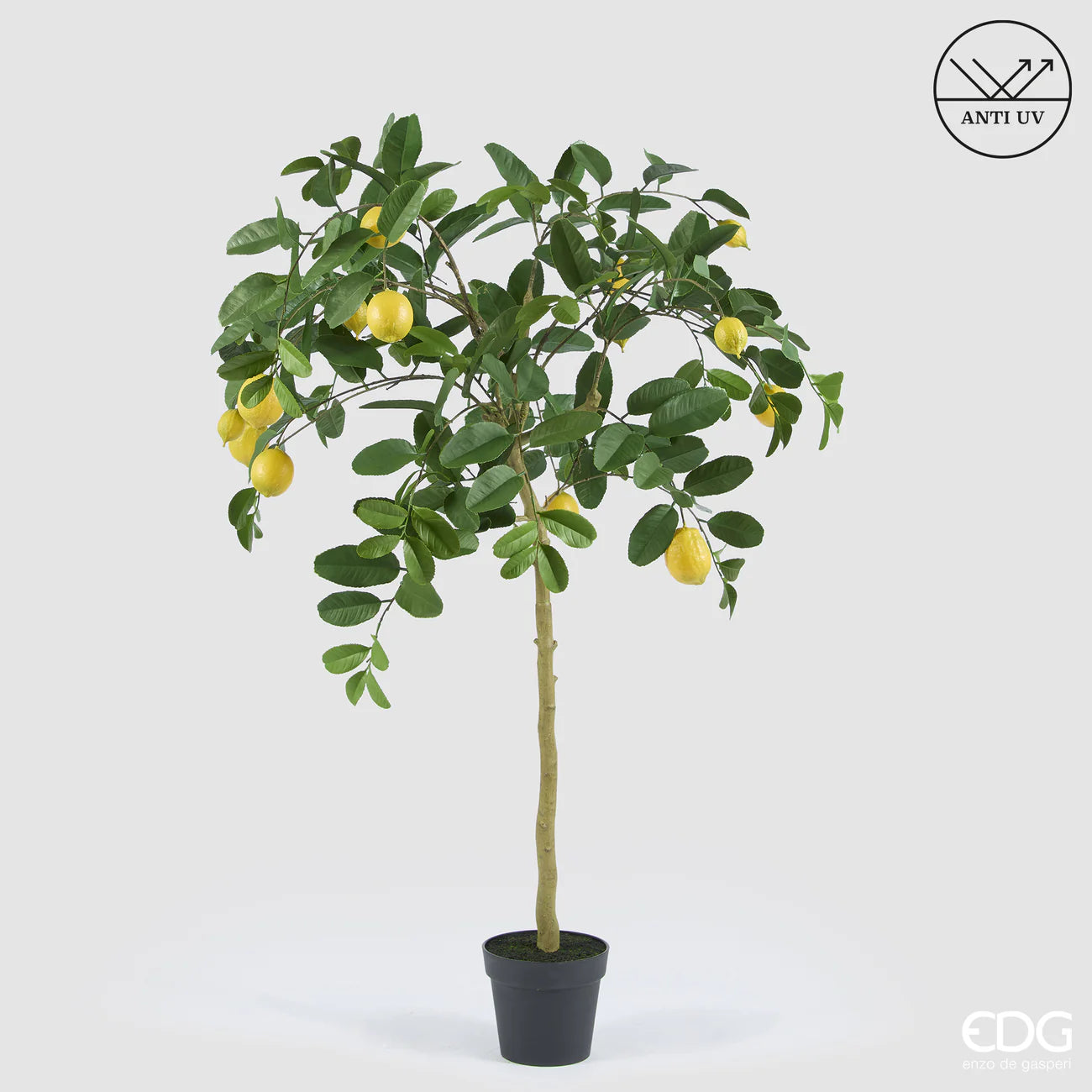 EDG - Pianta Limone Anti UV h 148cm