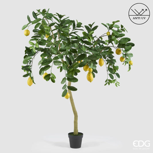 EDG - Pianta Limone Anti UV H 170cm