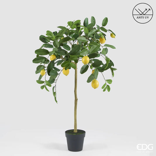 EDG - Pianta Limone Anti UV H 125cm