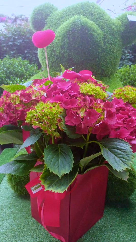 Garden Foggia - Hydrangea Composition In Bag