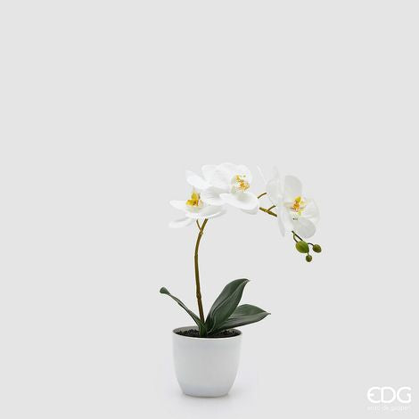 EDG - Orchidea Palenopsis Con Vaso H 40