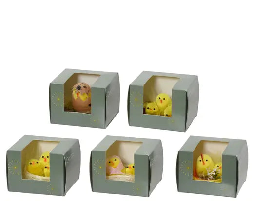 Garden Foggia - Box Pulcini Assortita