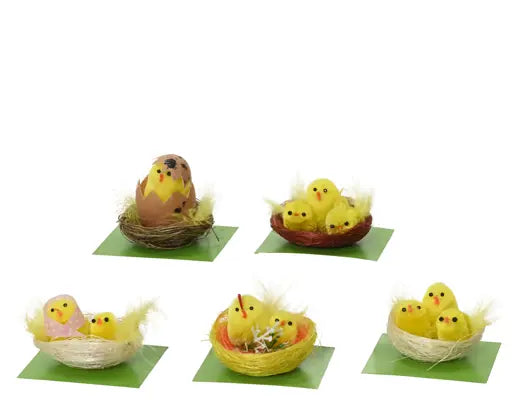 Garden Foggia - Box Pulcini Assortita