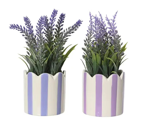 Garden Foggia - Piantina Lavanda Con Vasetto Righe