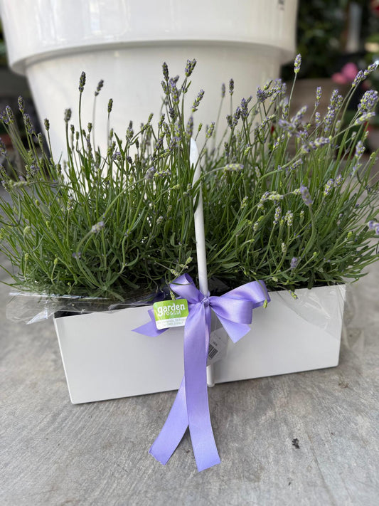 Garden Foggia - Composizione Lavanda in Cesto