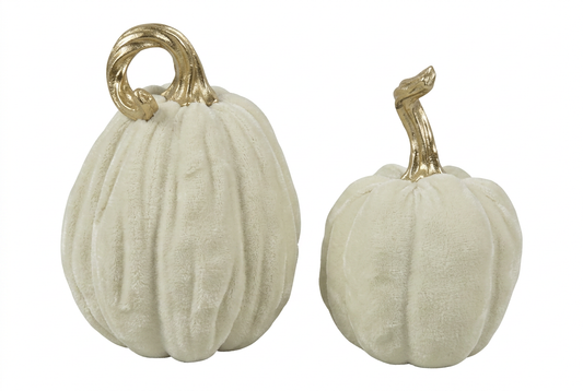 Garden Foggia - Zucca Bianca Picciolo gold Piccolo Assortita
