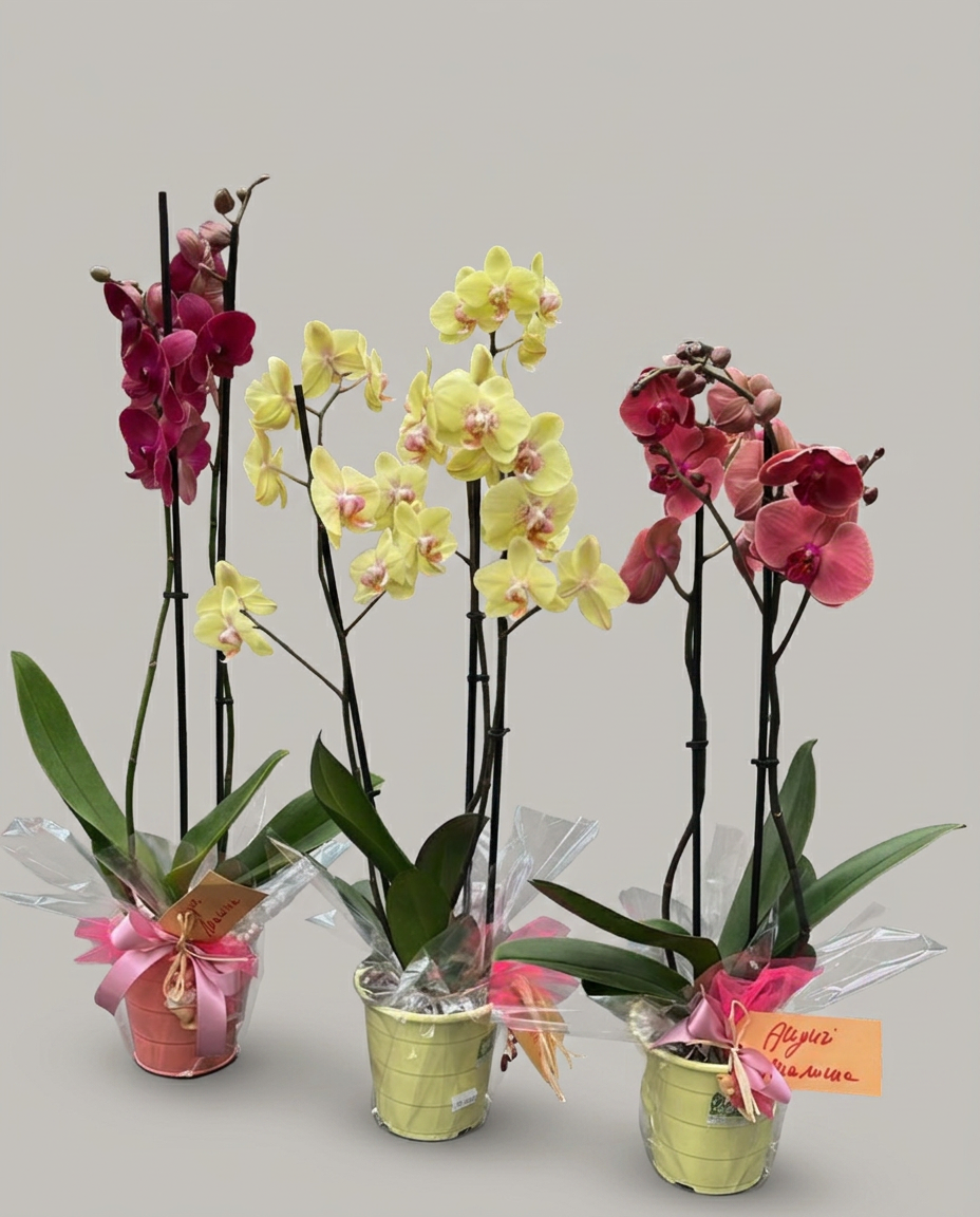 Garden Foggia - Composizione Orchidea In Vaso