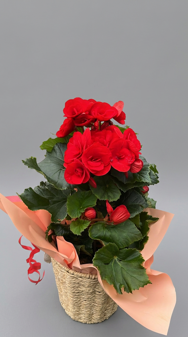 Garden Foggia - Begonia In Cestino