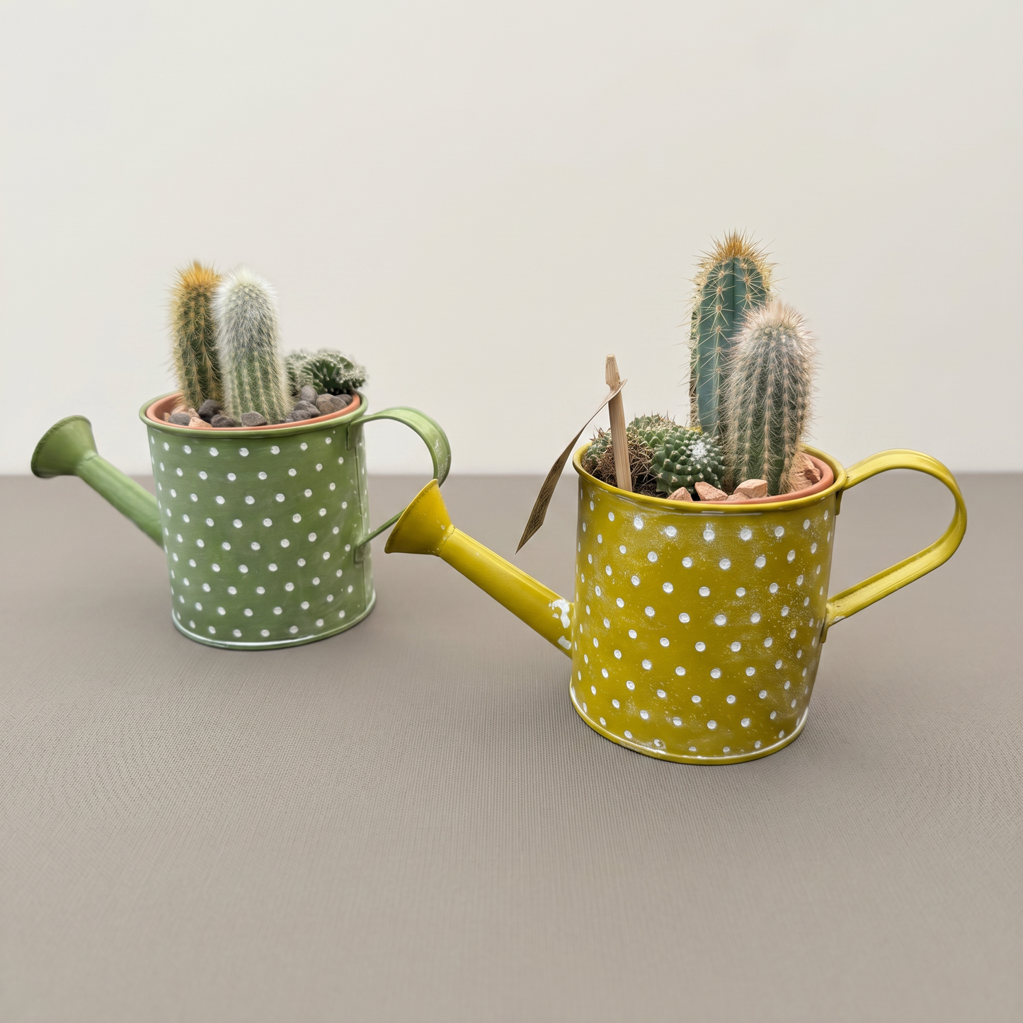 Garden Foggia - Cactus In Vaso
