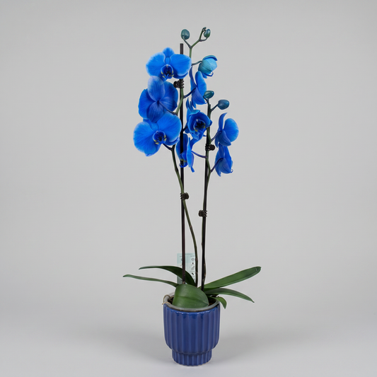 Jardin Foggia - Orchidée Bleue
