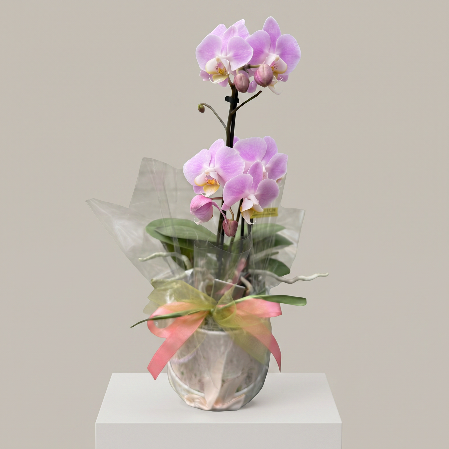 Garden Foggia - Composizione Orchidea Elegance
