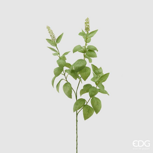 EDG - Basil Branch