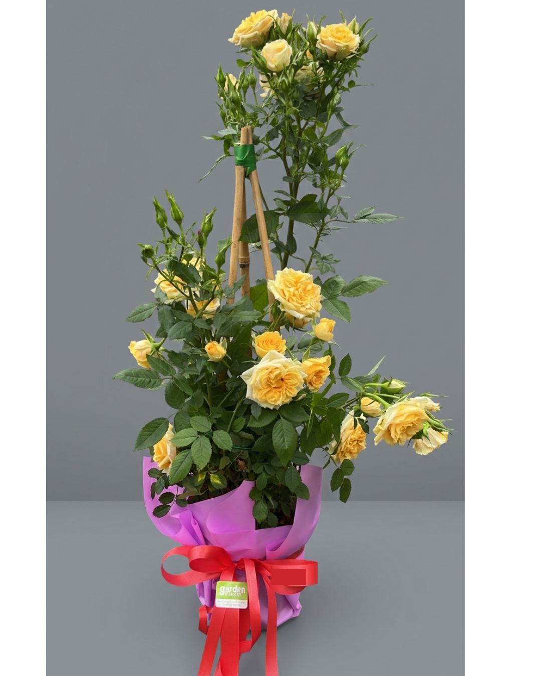 Garden Foggia - Pianta Rose For Mom