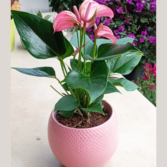 Garden Foggia - Composition I love you Mom