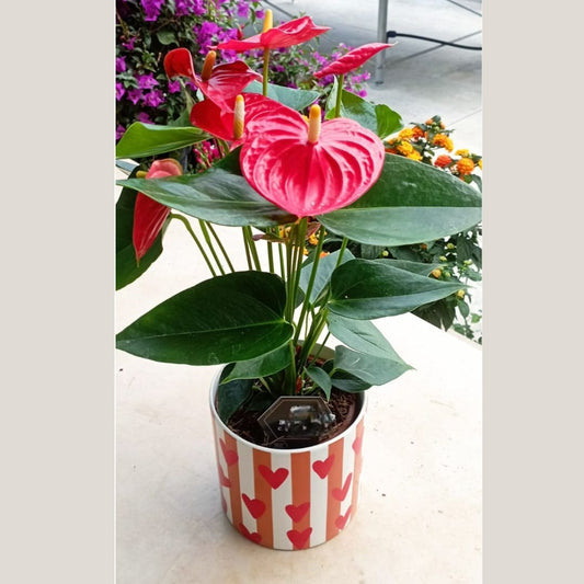 Garden Foggia - Anthurium