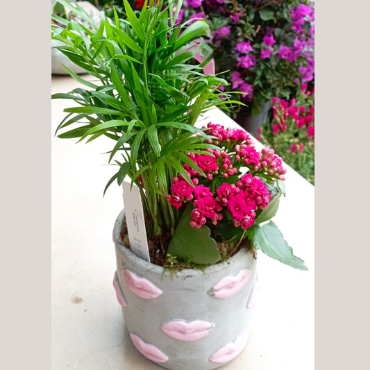 Garden Foggia - Kiss Composition