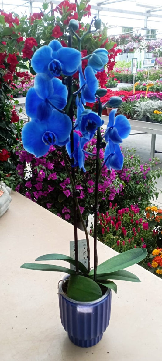 Jardin Foggia - Orchidée Bleue