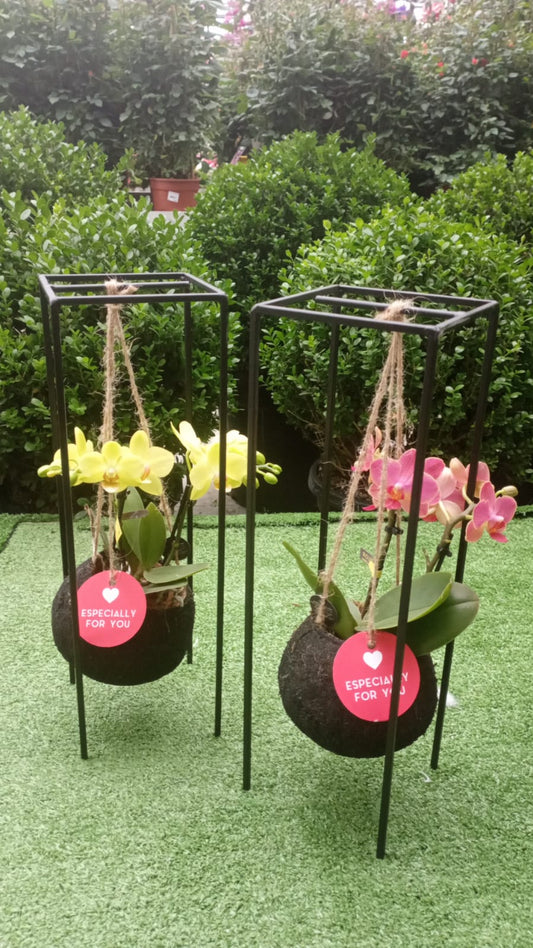 Garden Foggia - Composition For You