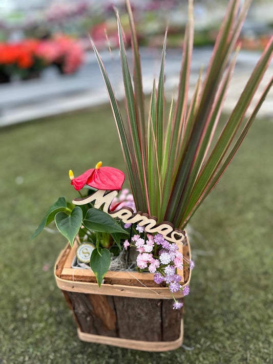 Garden Foggia - Mama Composition