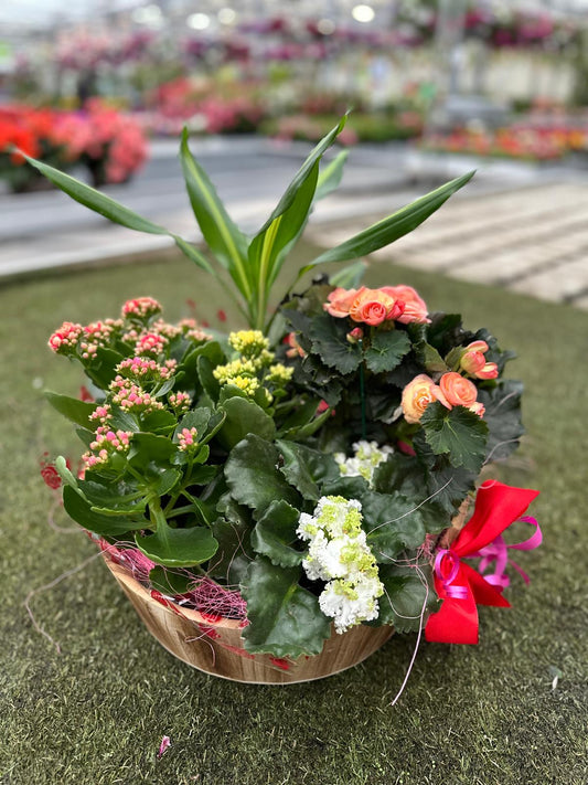 Garden Foggia - Mixed Compositions In Basket