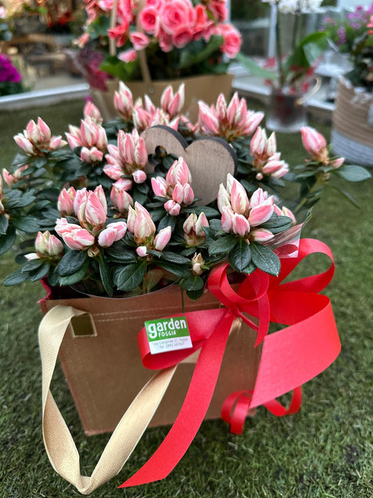 Garden Foggia - Bag Composition