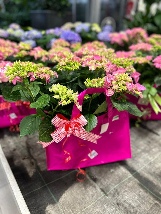 Jardin Foggia - Hortensia en sachet