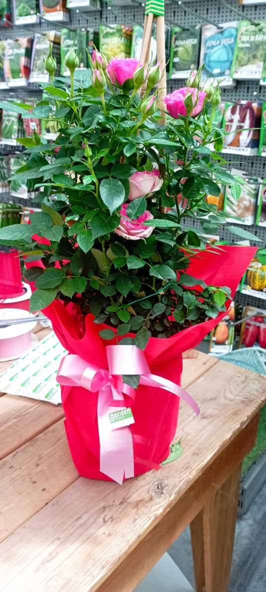 Foggia de jardin - Plante rose