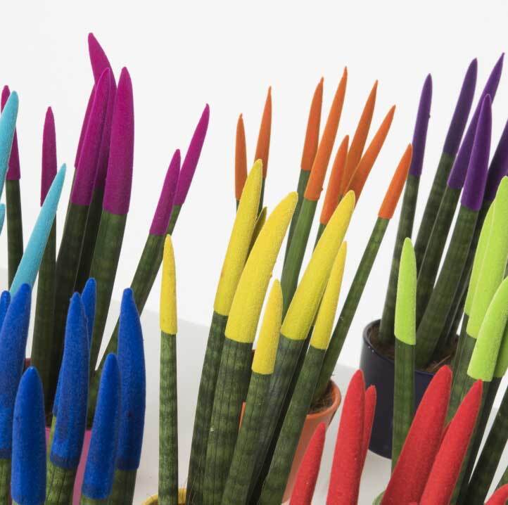 Garden Foggia - Sanseveria In Vaso