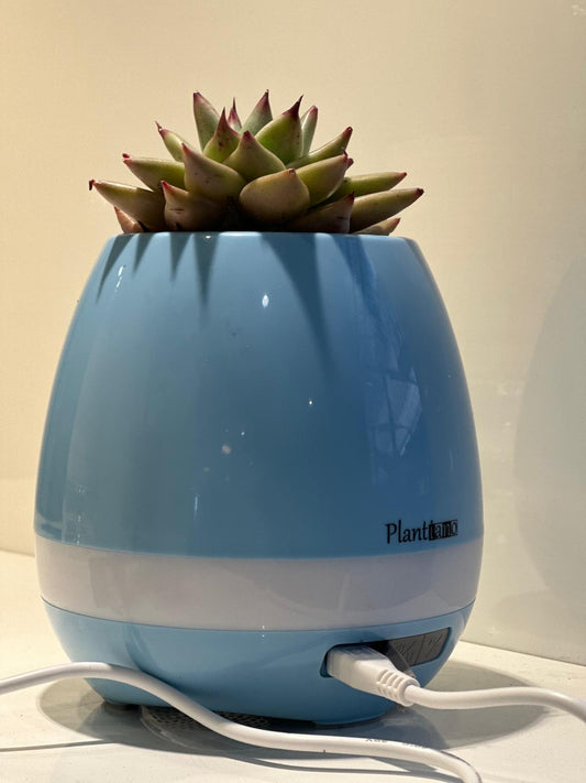 Garden Foggia - Vasetto Musicale con Pianta