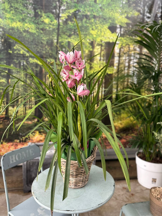 Garden Foggia - Composizione Orchidea in cesto