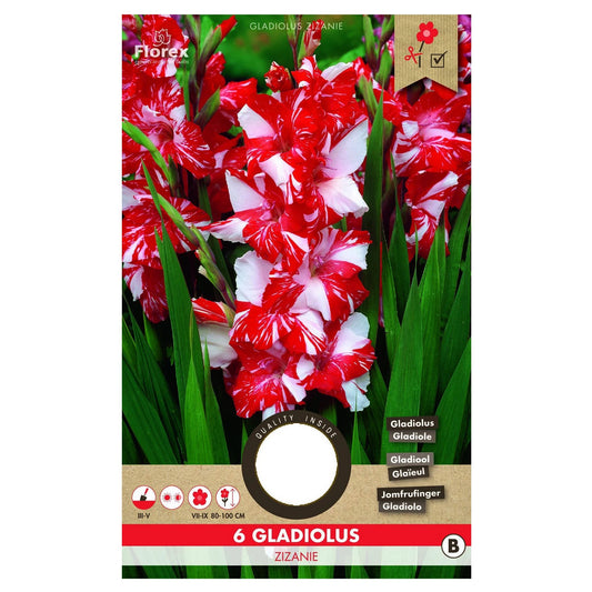 GARDEN - Bulbi Gladiolus Zizanie