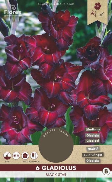 GARDEN - Bulbi gladiolus Black star