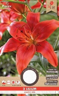 GARDEN - Bulbi Lilium Asiatic Red