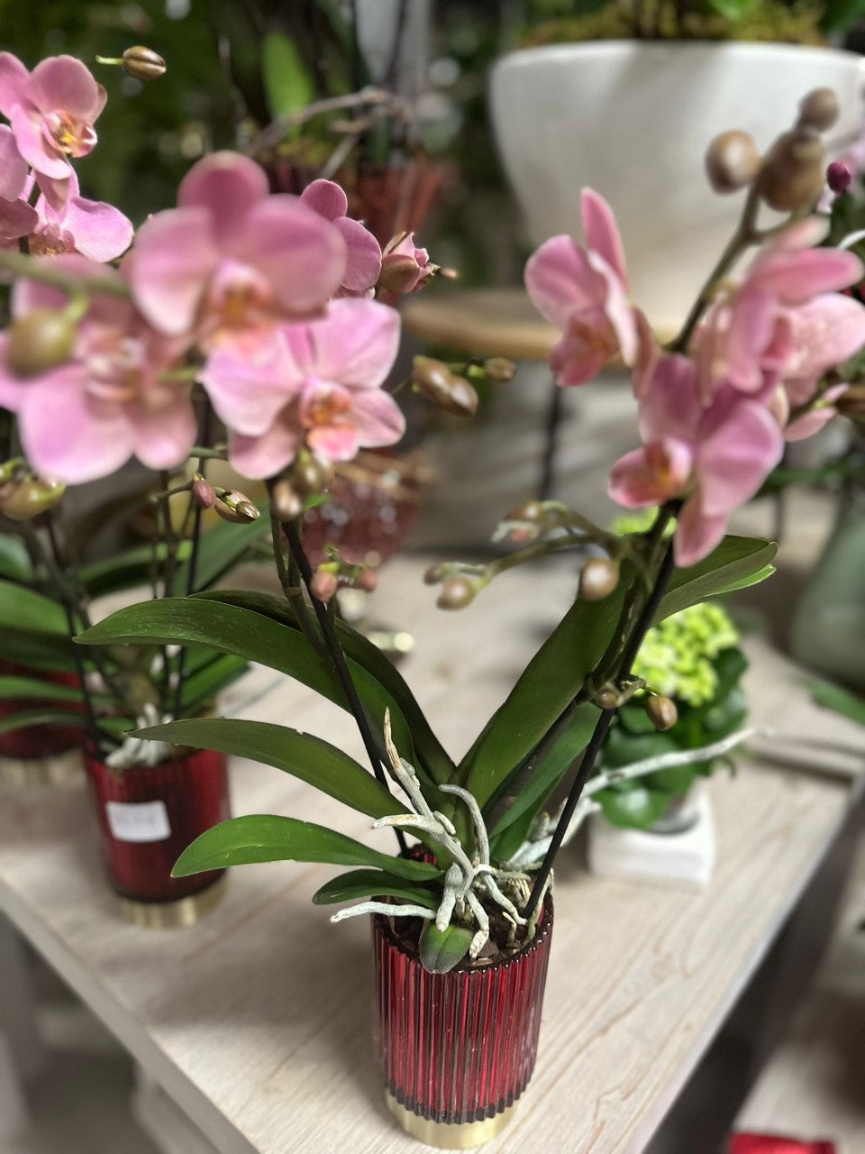 Garden Foggia - Orchidee