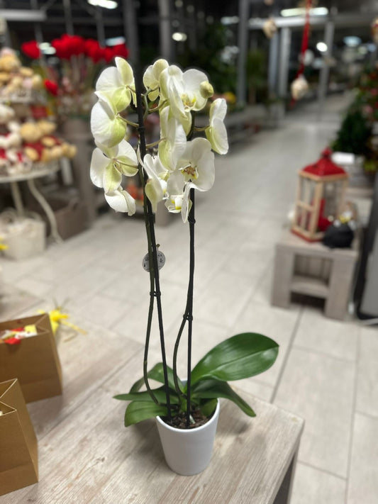 Garden Foggia - Orchidea